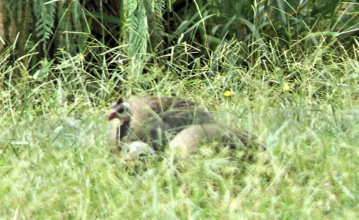 Helmeted Guineafowl (Domestic type) - ML250766901