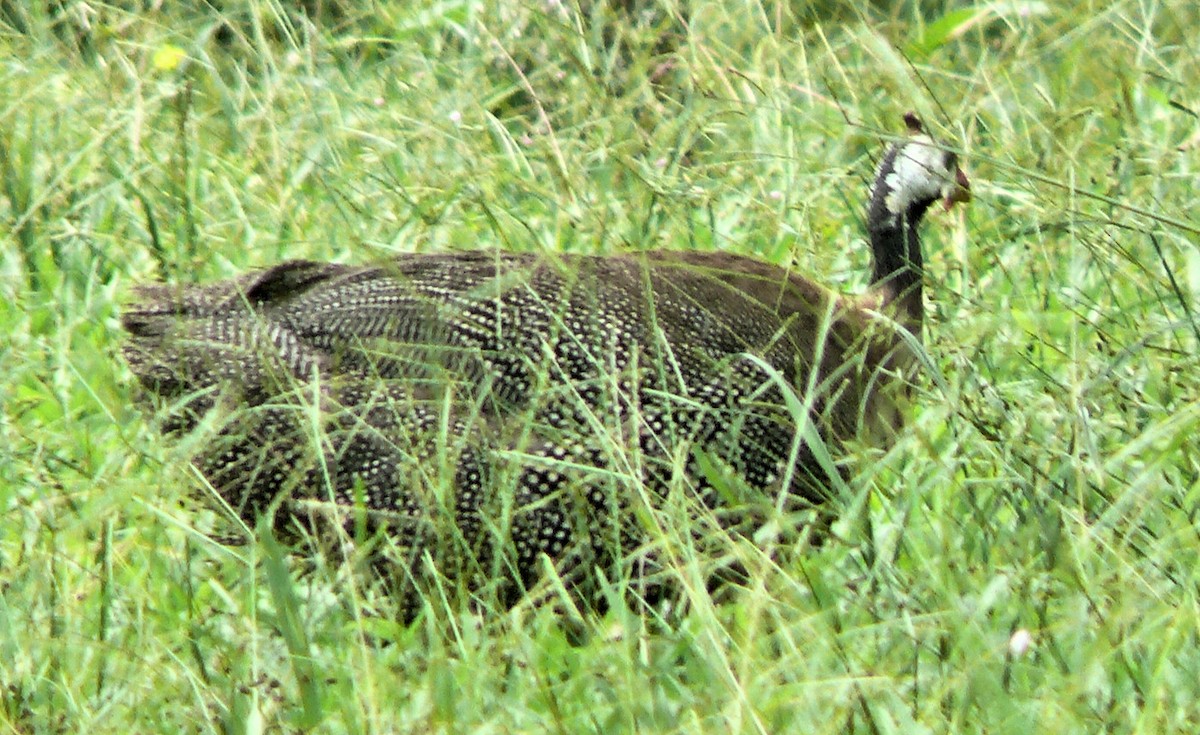 Helmeted Guineafowl (Domestic type) - ML250766911
