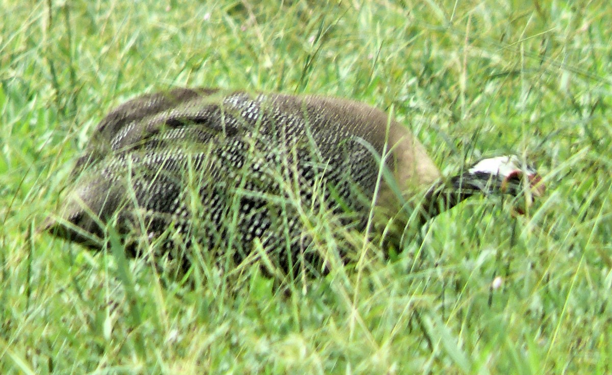 Helmeted Guineafowl (Domestic type) - ML250766921