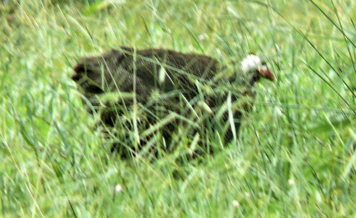 Helmeted Guineafowl (Domestic type) - ML250766931