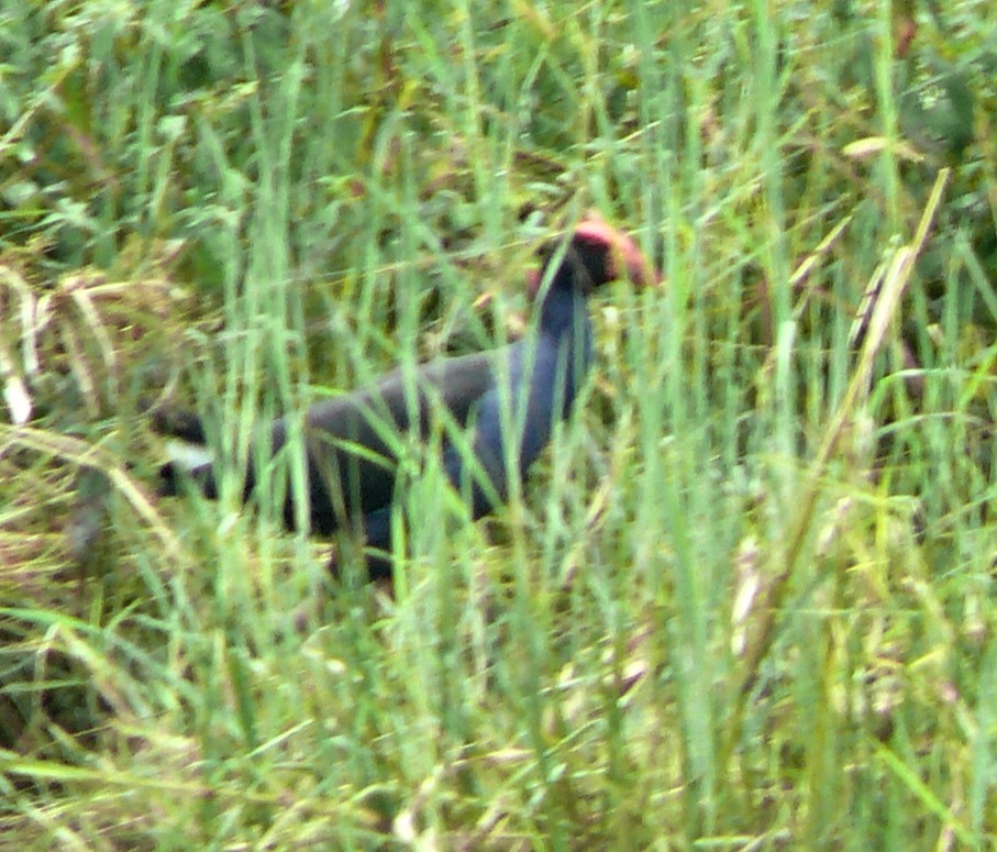 Australasian Swamphen - ML250766961