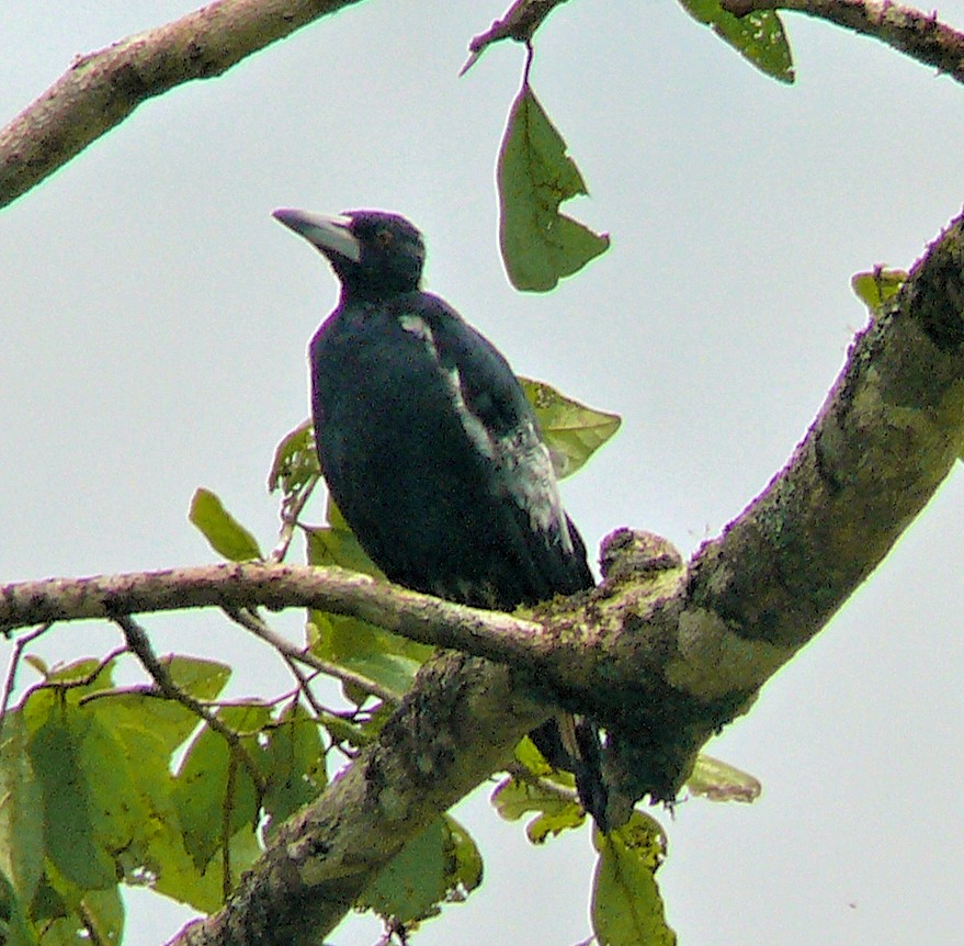 Australian Magpie - ML250767001