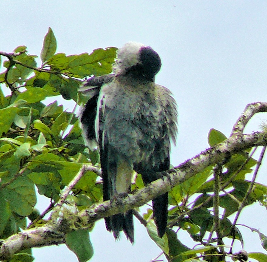 Australian Magpie - ML250767011