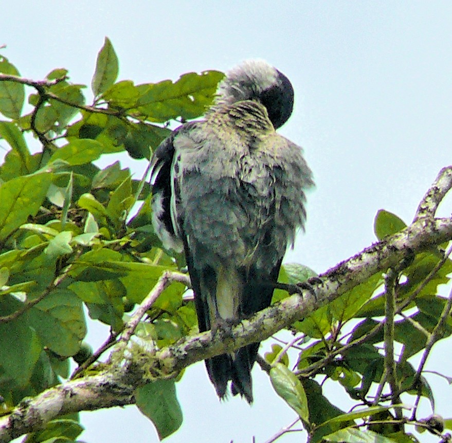 Australian Magpie - ML250767021