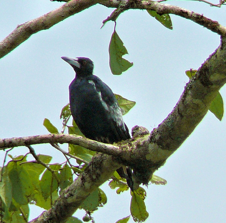 Australian Magpie - ML250767031