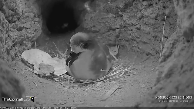 Bermuda Petrel - ML250768031