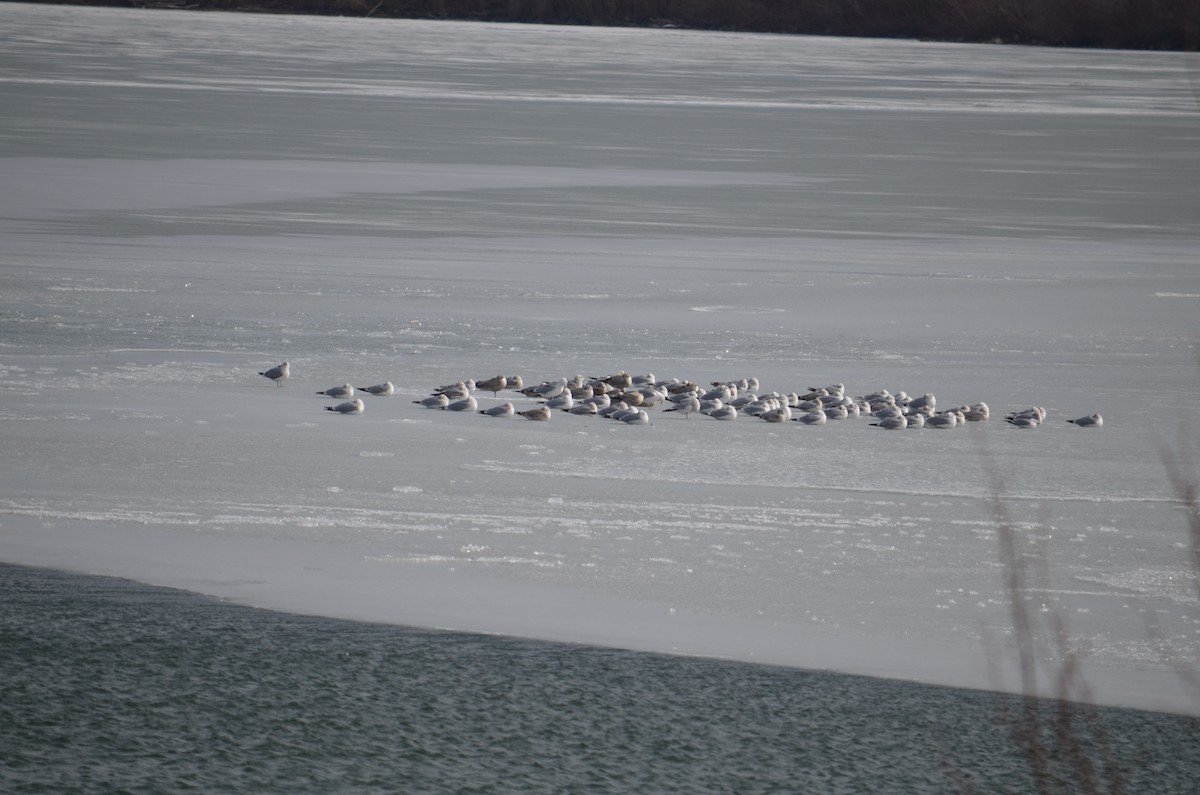 שחף בלתי-מזוהה - ML25076981
