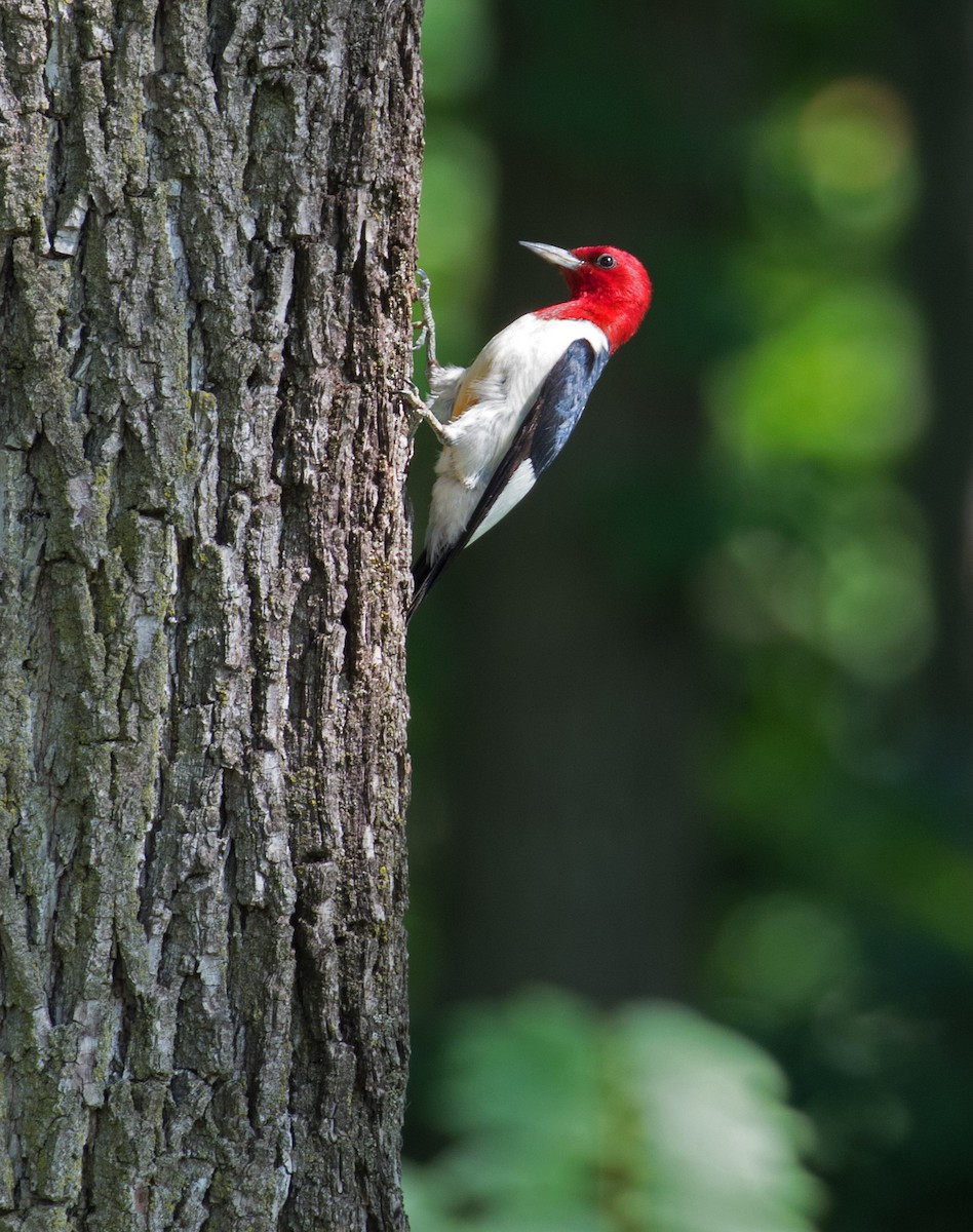 Red-headed Woodpecker - Mark R Johnson