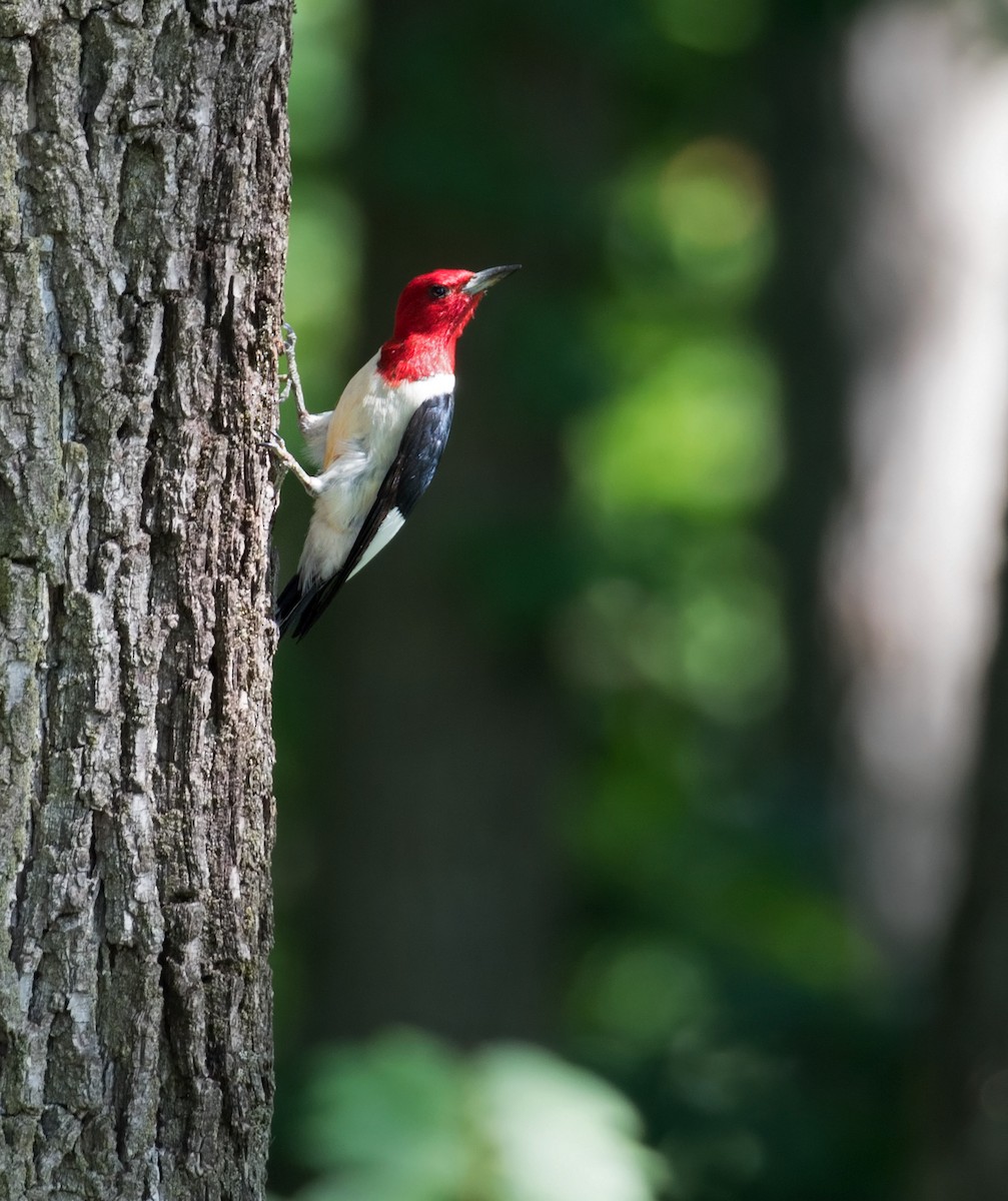 Red-headed Woodpecker - Mark R Johnson