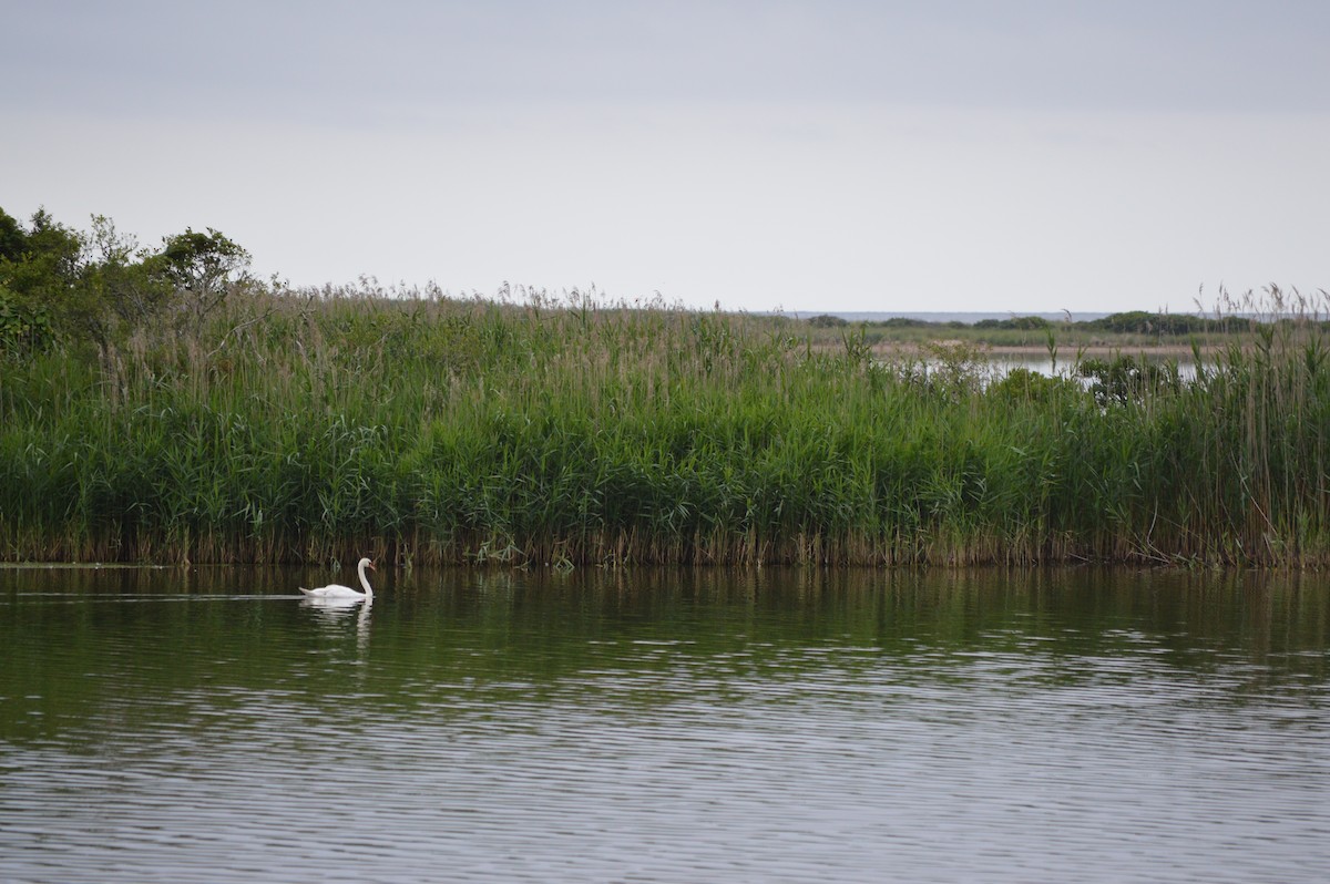 Cygne tuberculé - ML250771381