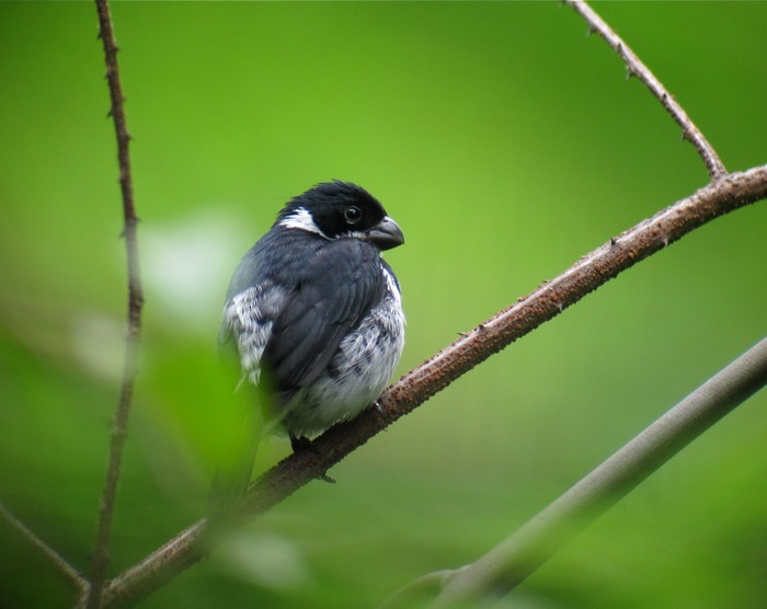 Variable Seedeater - ML250772601