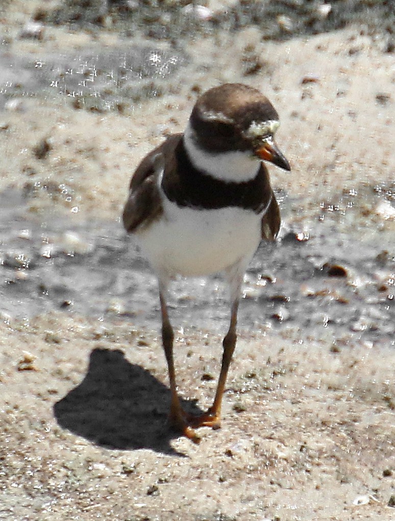 Semipalmated Plover - ML250773151