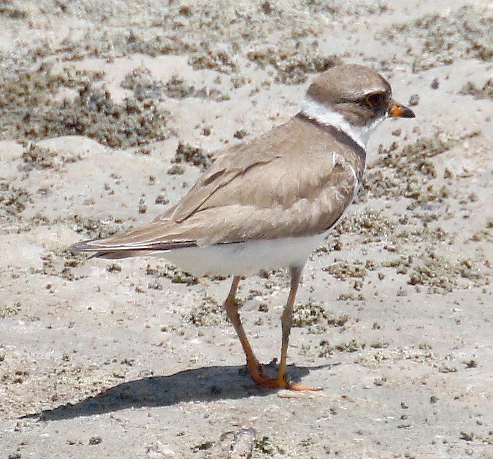 Semipalmated Plover - ML250773161
