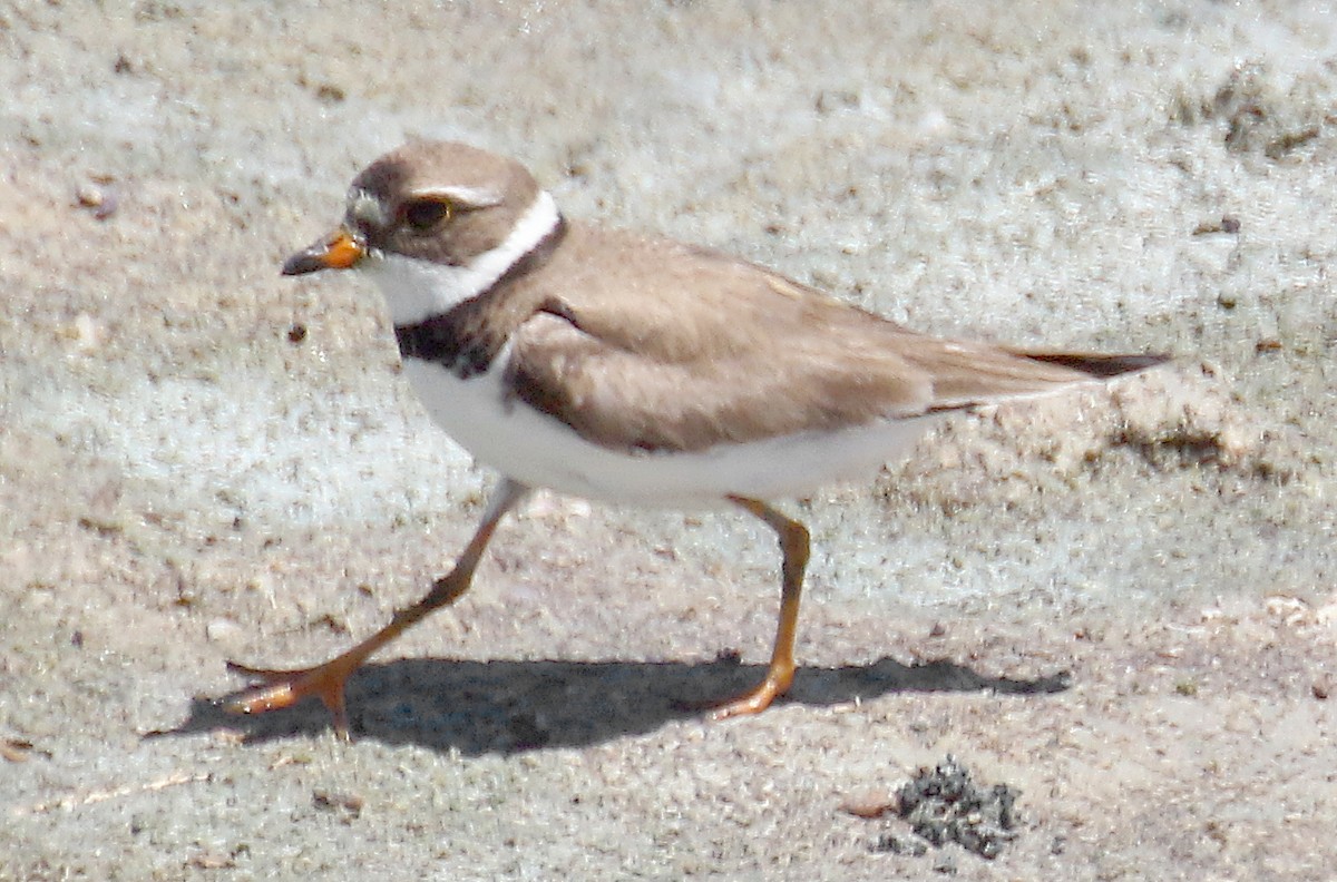 Semipalmated Plover - ML250773171