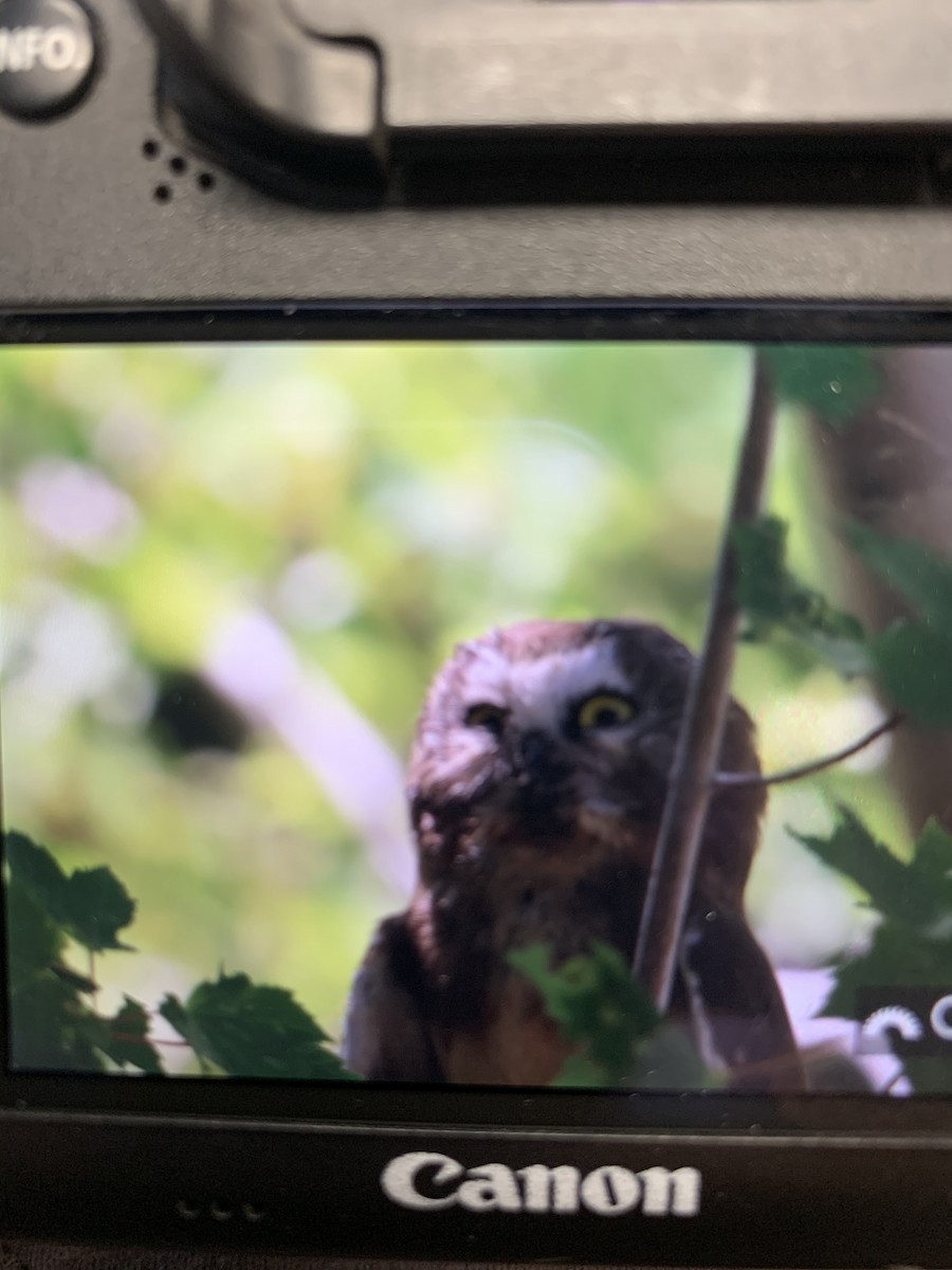 Northern Saw-whet Owl - Greg Scyphers