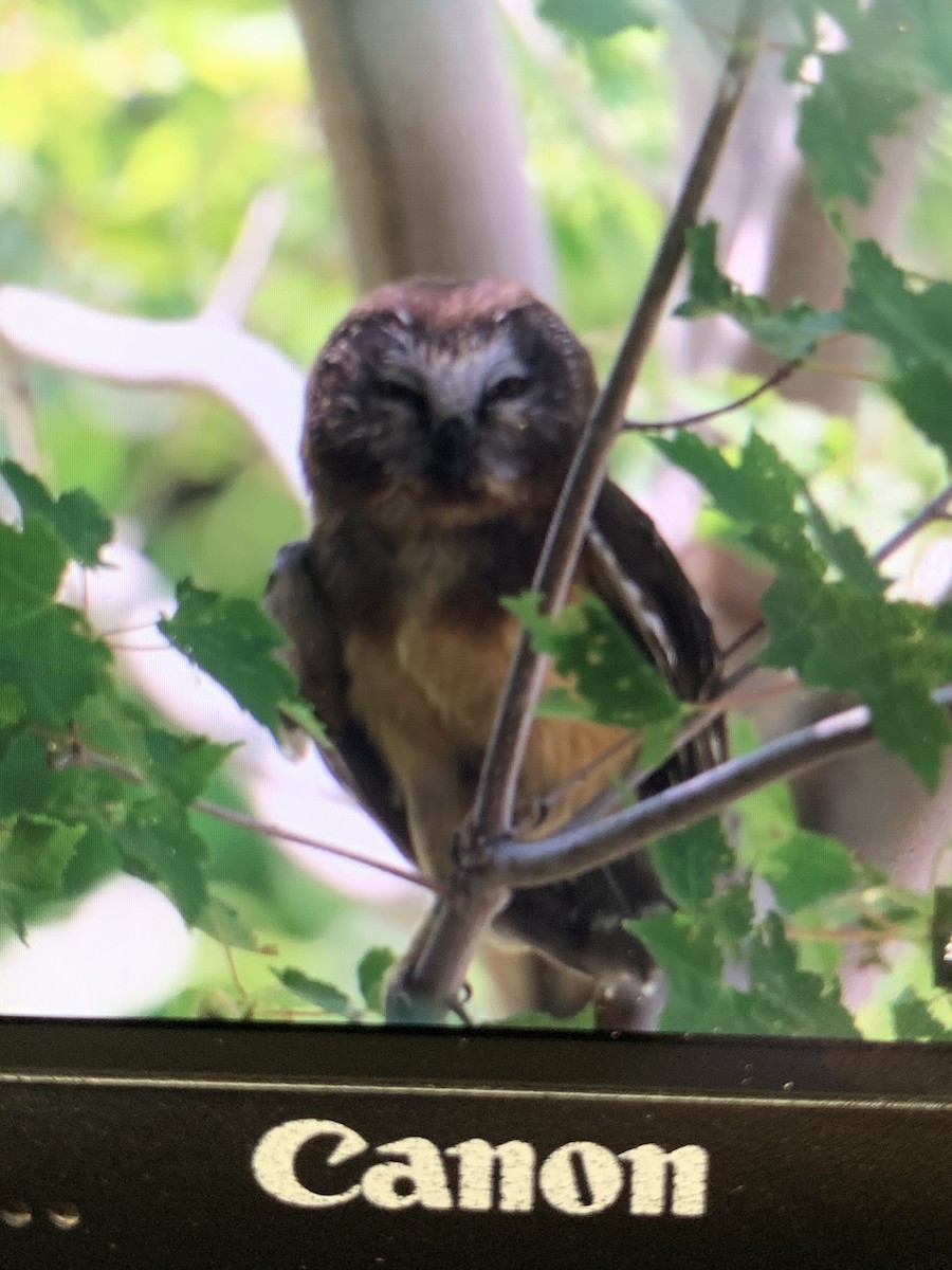 Northern Saw-whet Owl - ML250773551