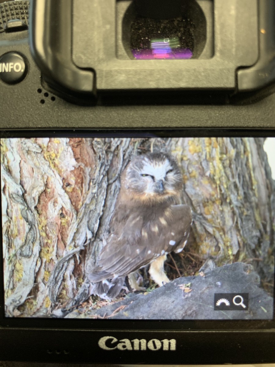 Northern Saw-whet Owl - ML250773591