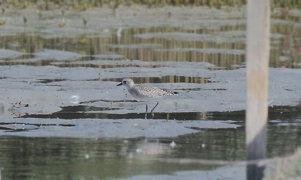 Black-bellied Plover - ML250773991