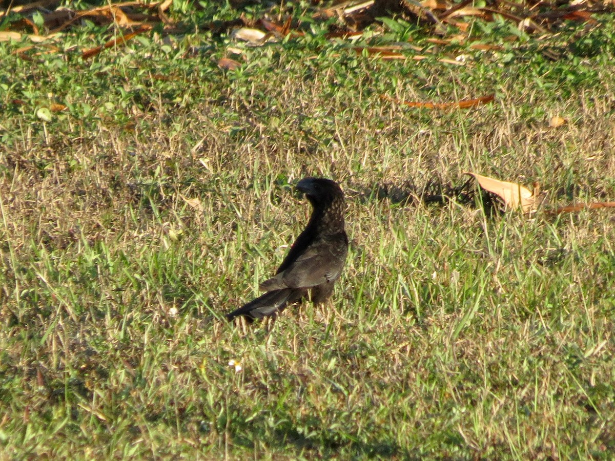 Smooth-billed Ani - ML25077561