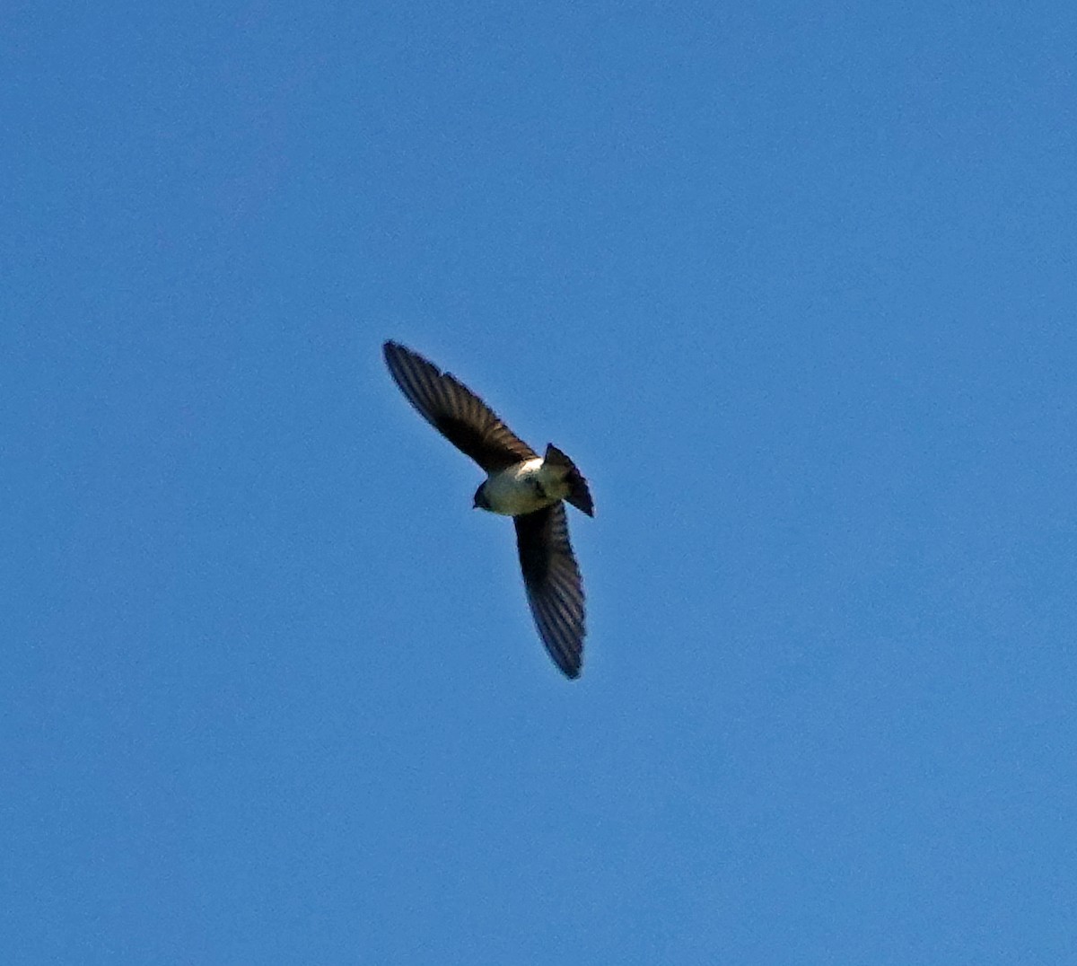 Purple Martin - ML250776241