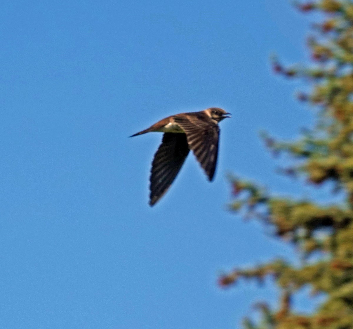 Purple Martin - ML250776481