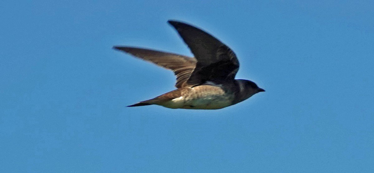 Purple Martin - ML250776491