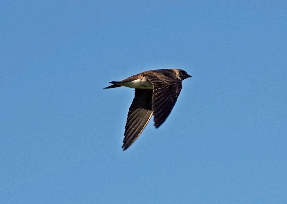 Purple Martin - ML250776651