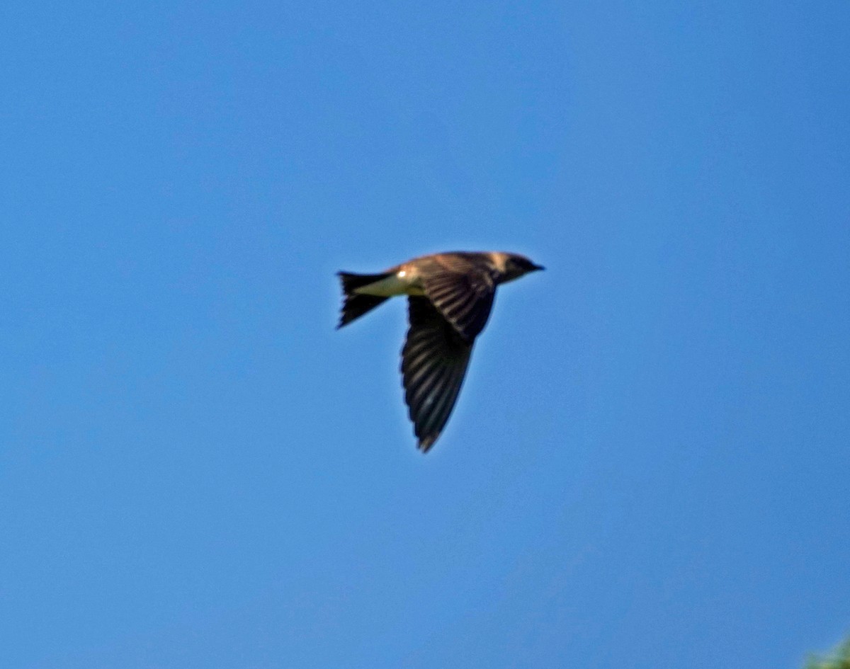 Purple Martin - ML250776661