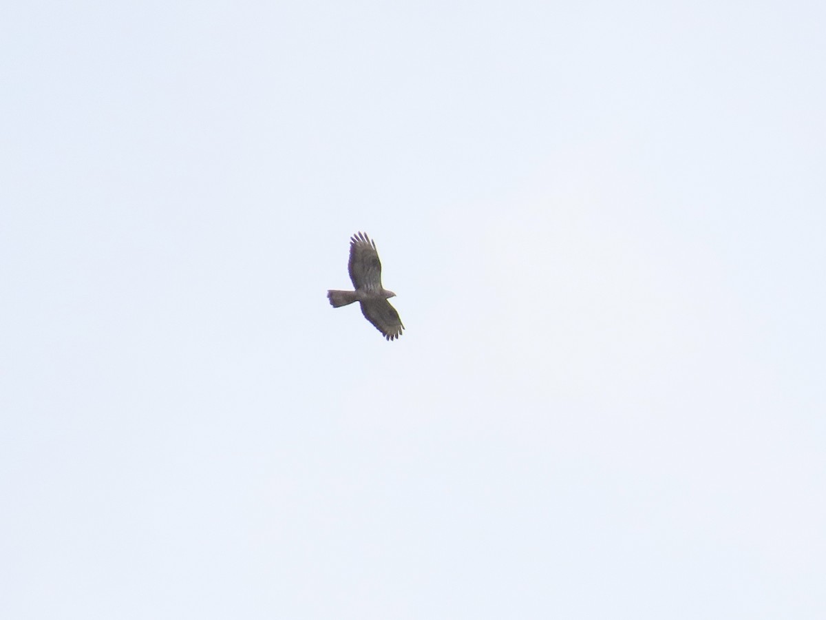 European Honey-buzzard - David Campbell