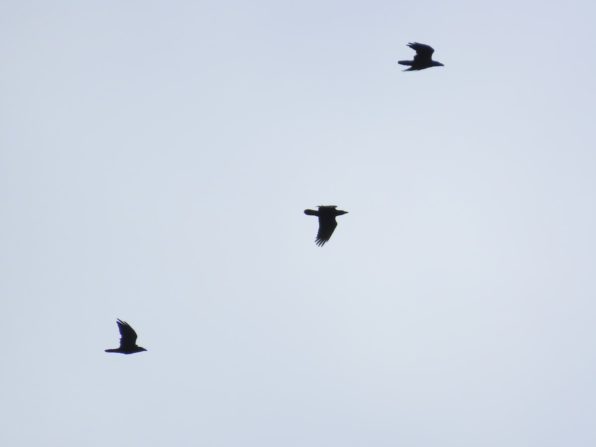 Common Raven - David Campbell