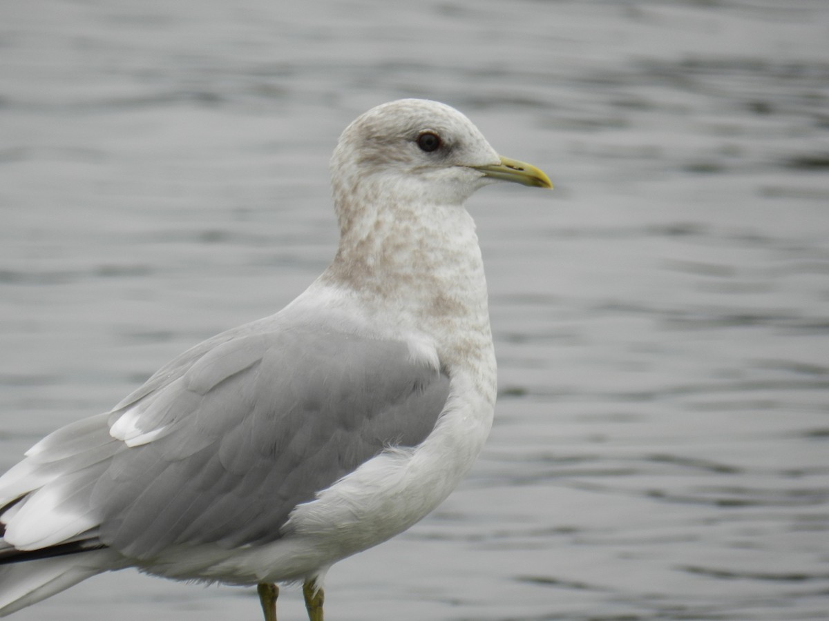 Short-billed Gull - ML250781661