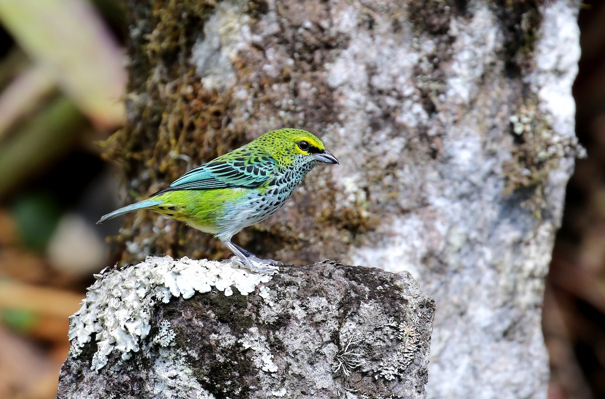 Speckled Tanager - Thomas Galewski