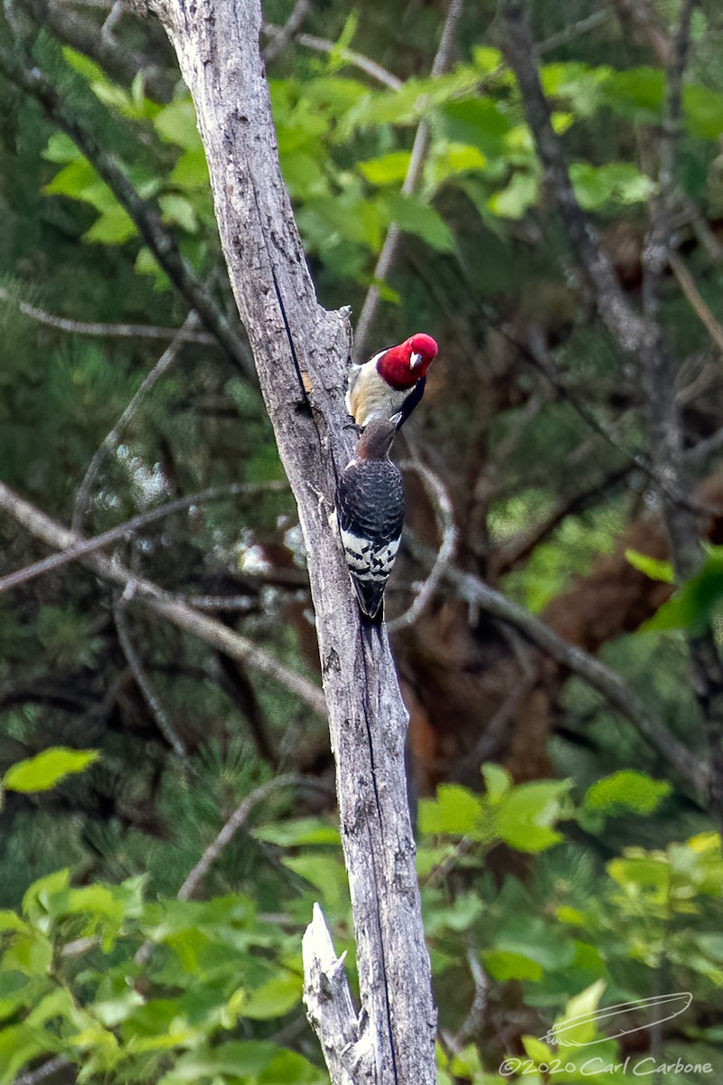 Red-headed Woodpecker - ML250782411