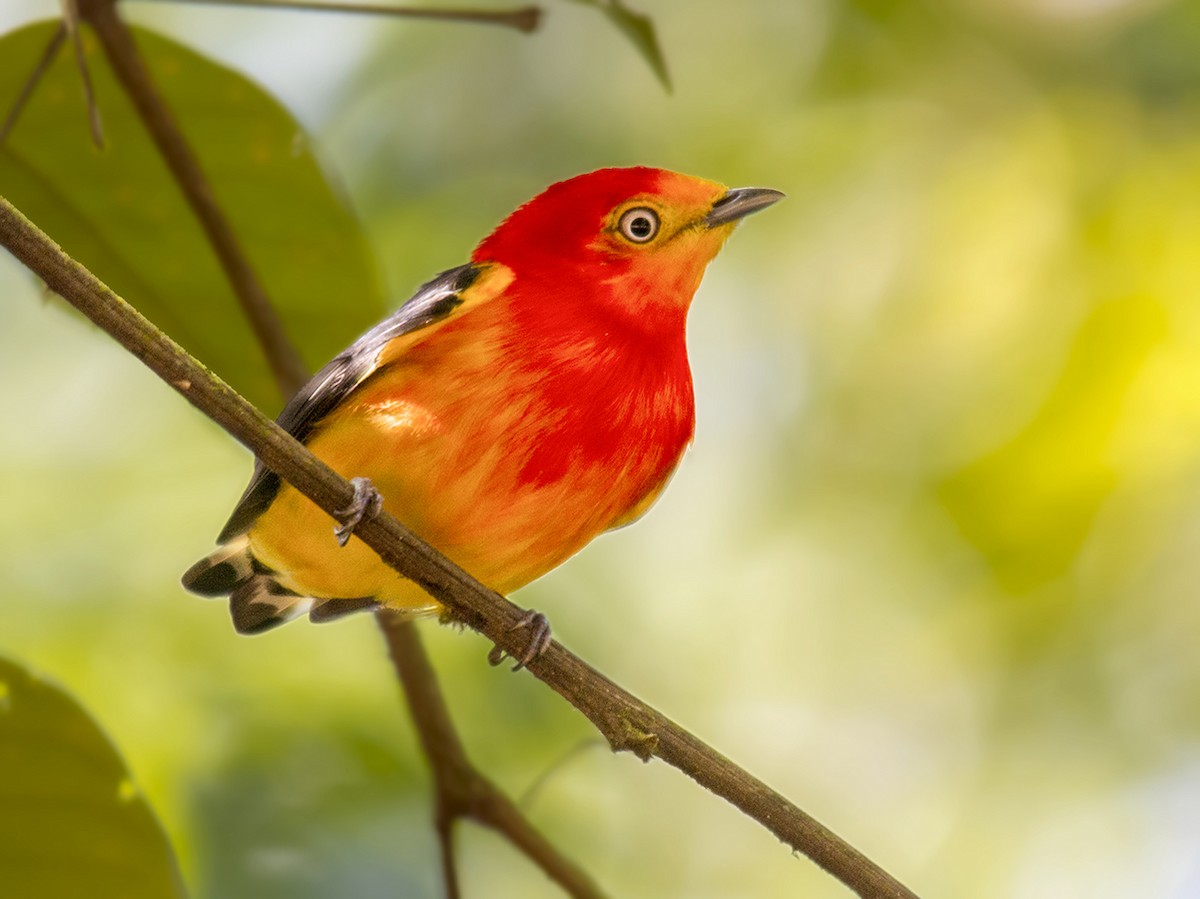 Band-tailed Manakin - Andres Vasquez Noboa