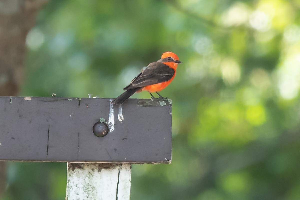 Vermilion Flycatcher - ML250783191