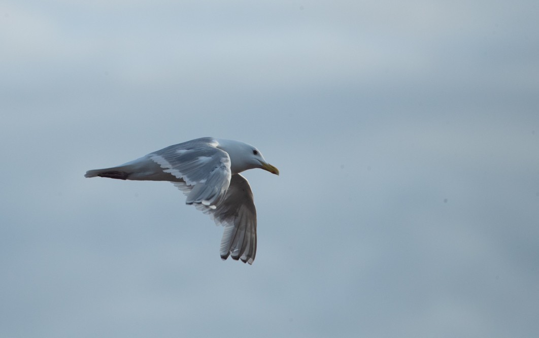 Iceland Gull (Thayer's) - ML250783301