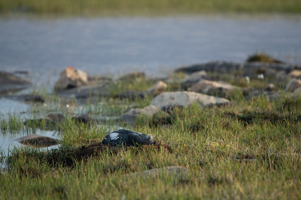 Pacific Loon - ML250783491