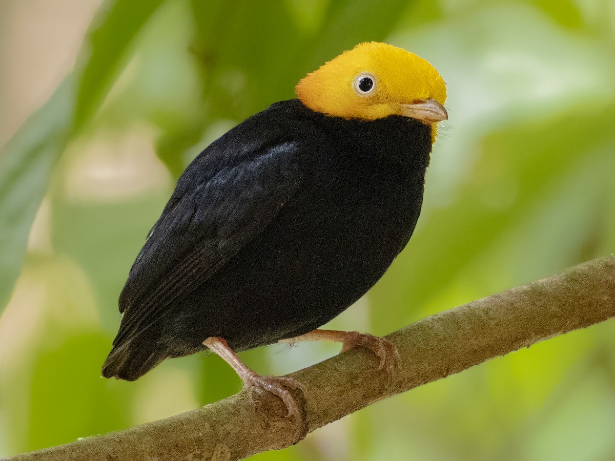キガシラマイコドリ - eBird