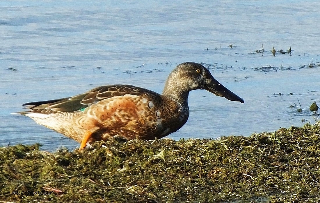 Northern Shoveler - ML250784321