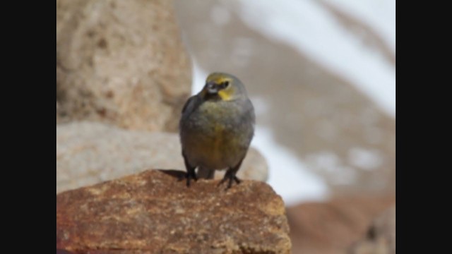 Yellow-bridled Finch - ML250784711