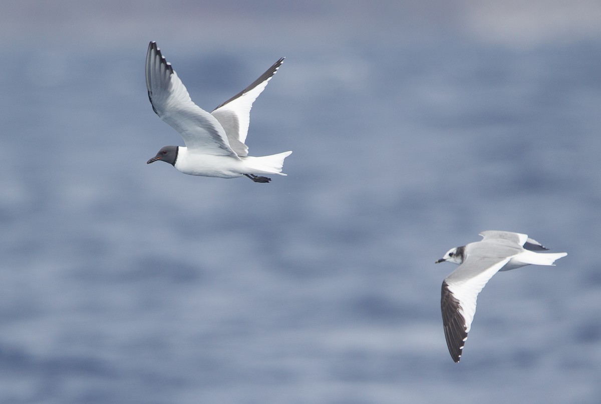 Sabine's Gull - ML250784911