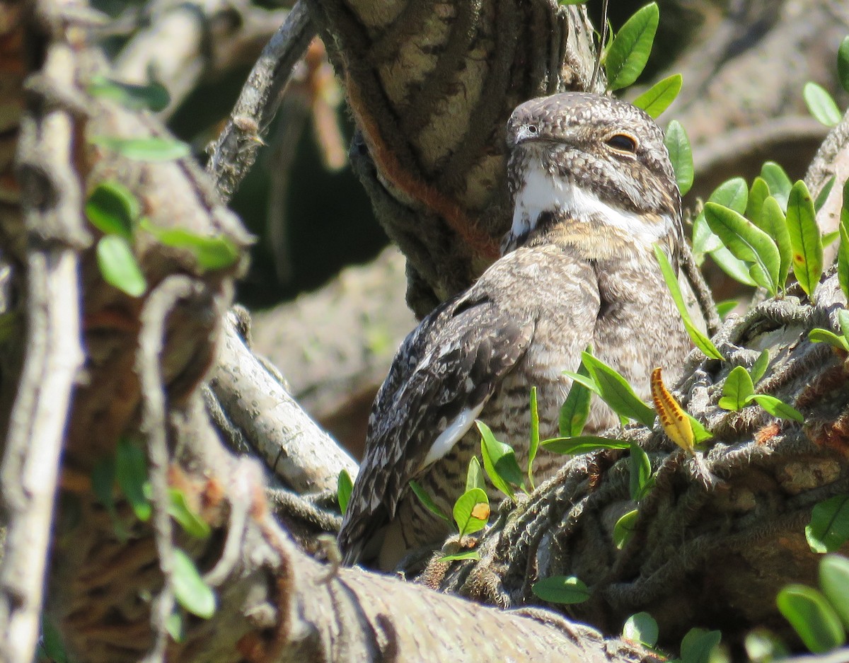 Lesser Nighthawk - Antonio Santos