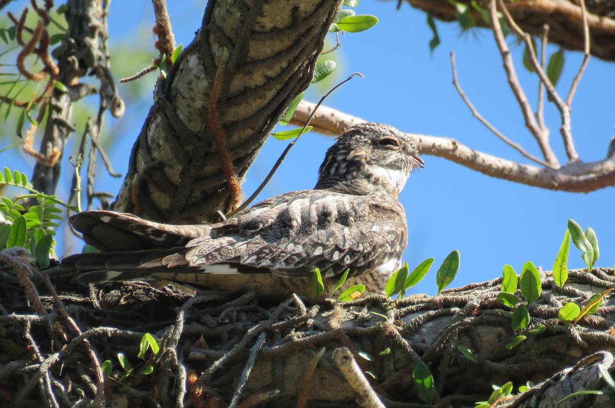 Lesser Nighthawk - ML250785491