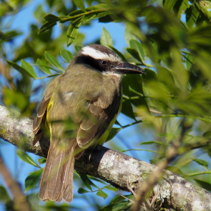 Boat-billed Flycatcher - ML250785801