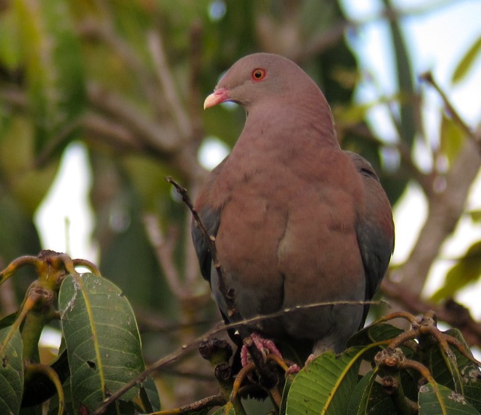 Red-billed Pigeon - ML250786101