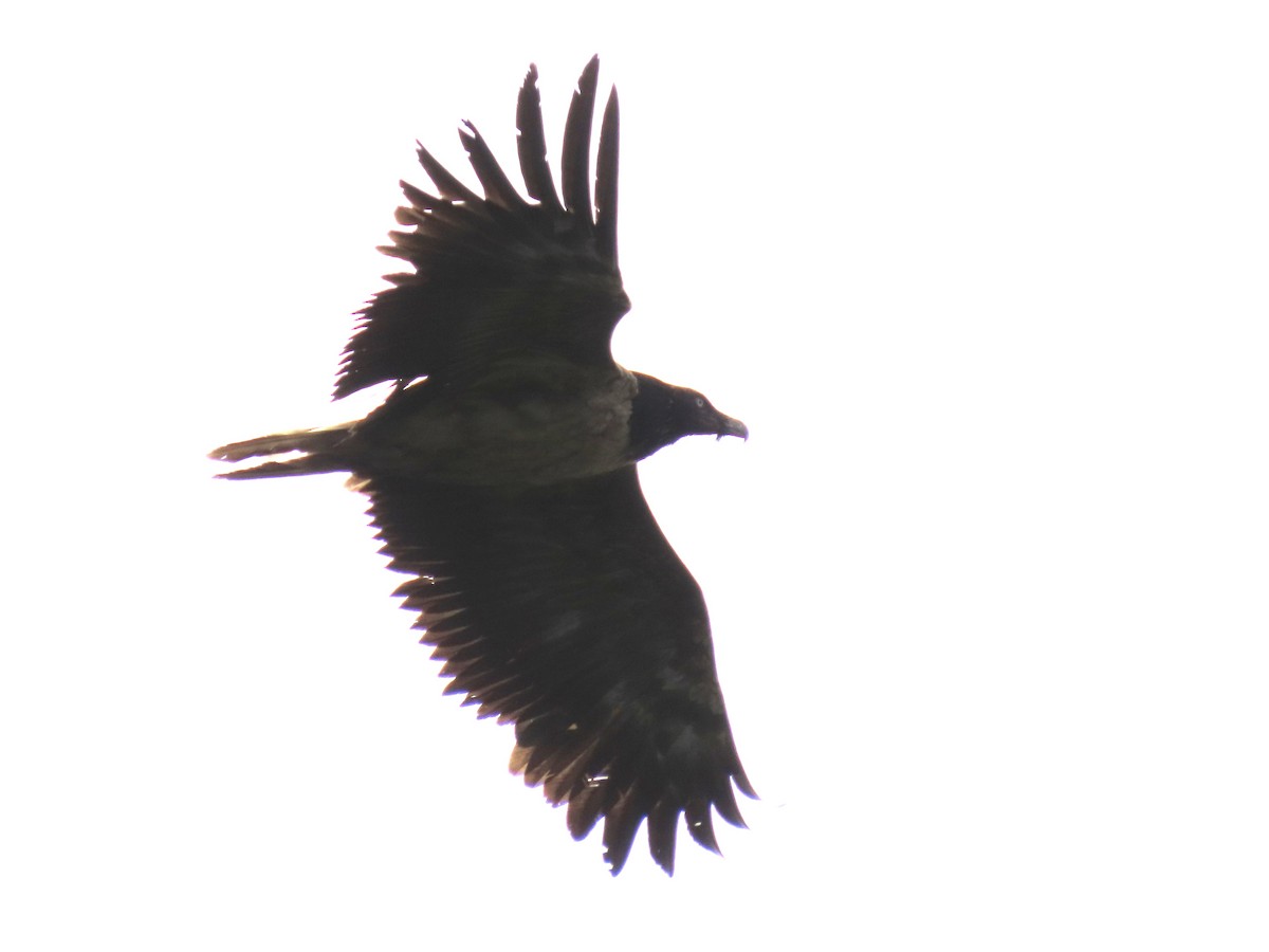 Bearded Vulture - David Campbell