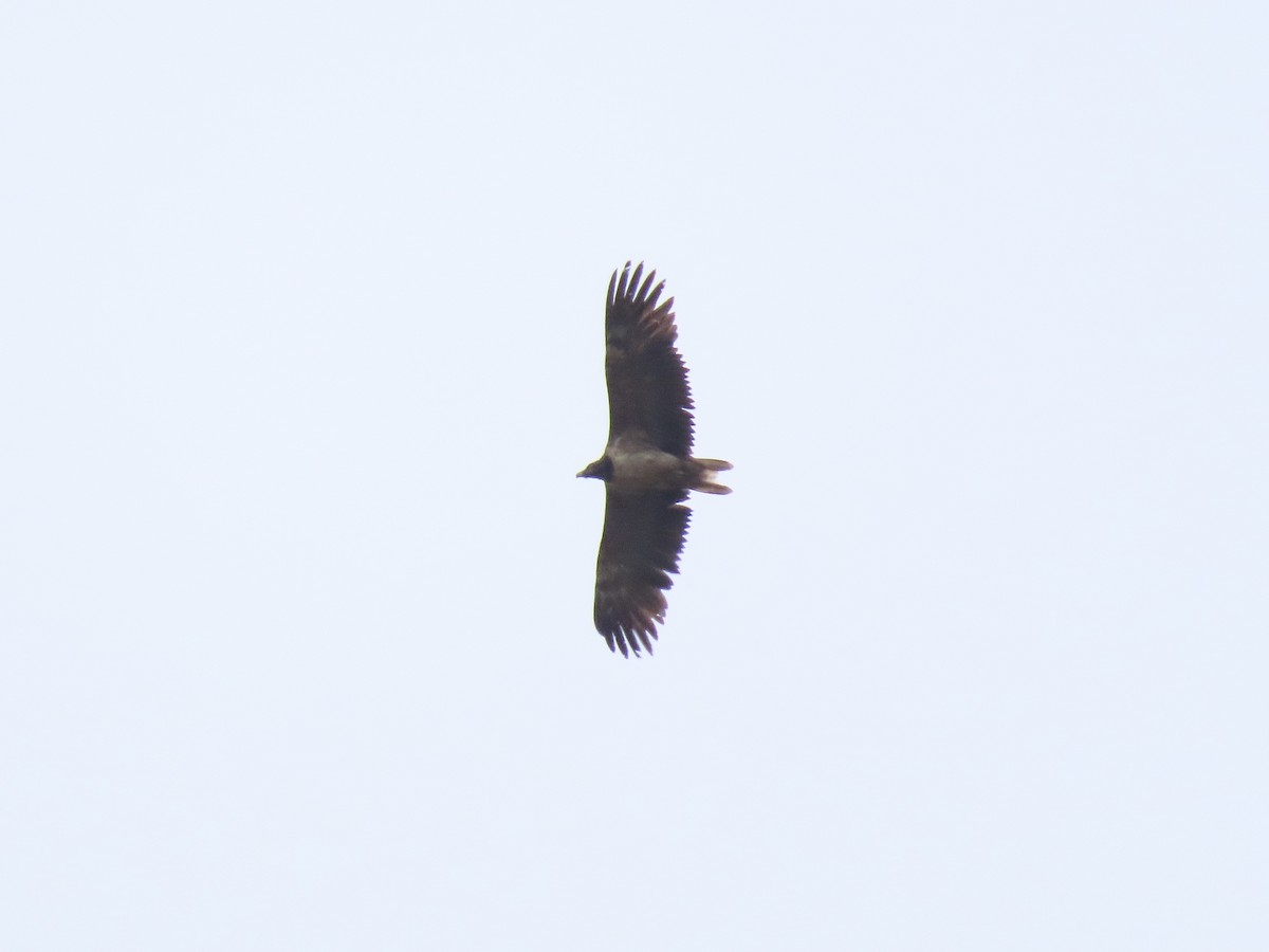 Bearded Vulture - David Campbell