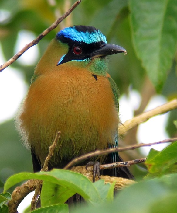 Lesson's Motmot - ML250786301