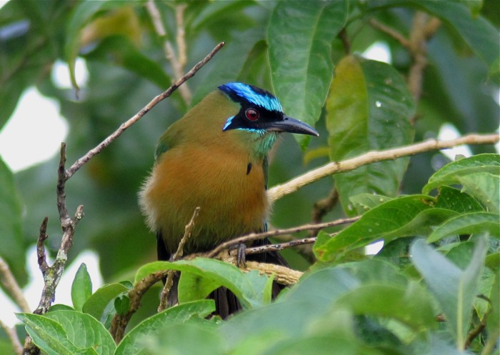 Lesson's Motmot - ML250786311