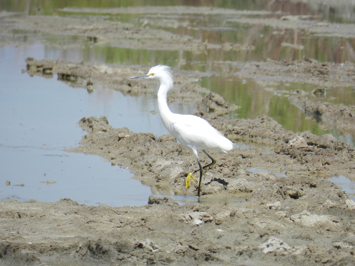 Snowy Egret - ML250786931